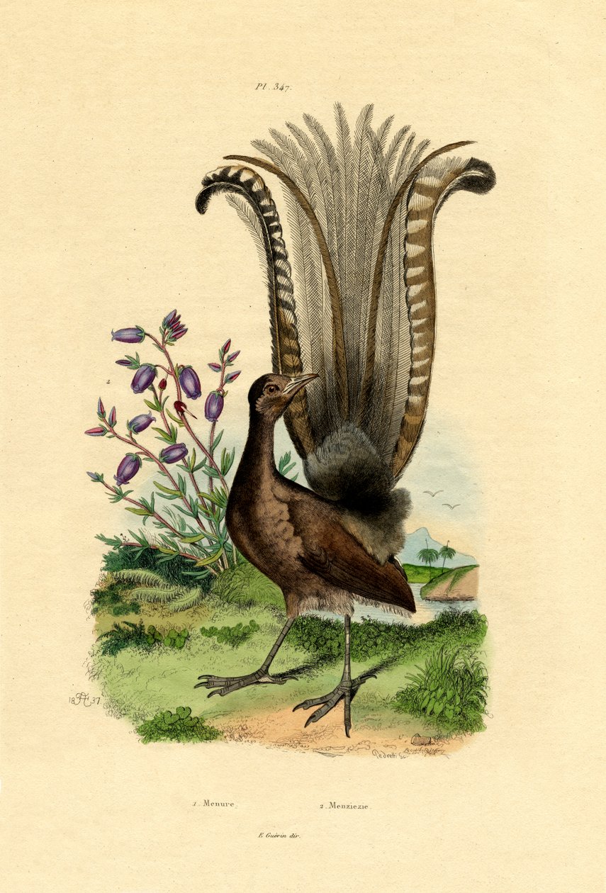 رائع Lyrebird ، 1833-39 بواسطة المدرسة الفرنسية