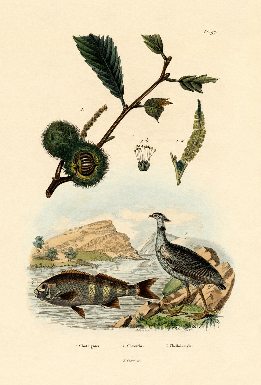 كستناء حلو ، 1833-1839 بواسطة المدرسة الفرنسية