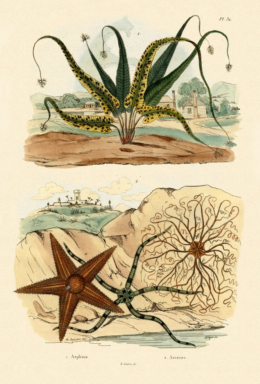 سويت فيرن ، 1833-1839 بواسطة المدرسة الفرنسية