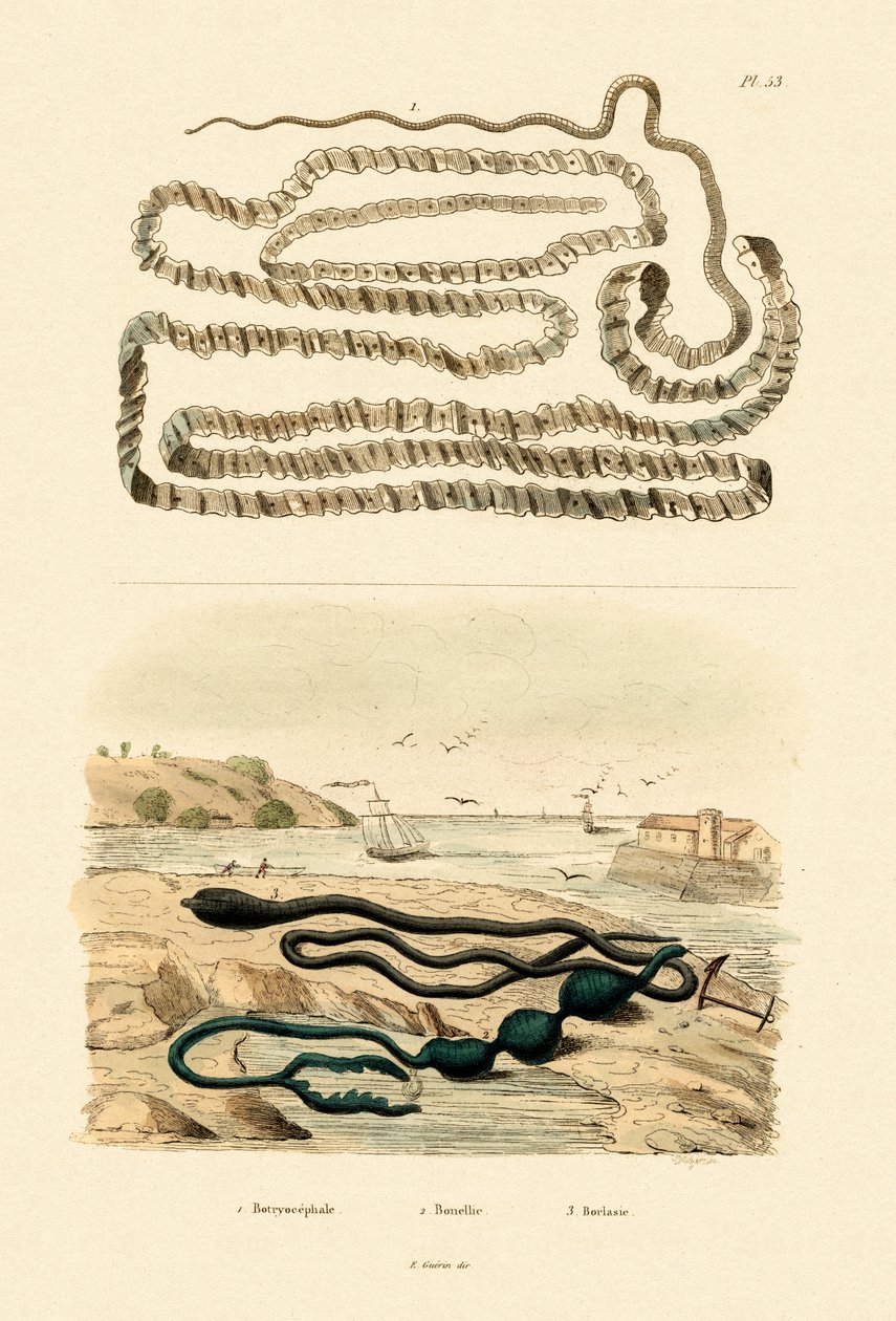 الدودة الشريطية ، 1833-1839 بواسطة المدرسة الفرنسية