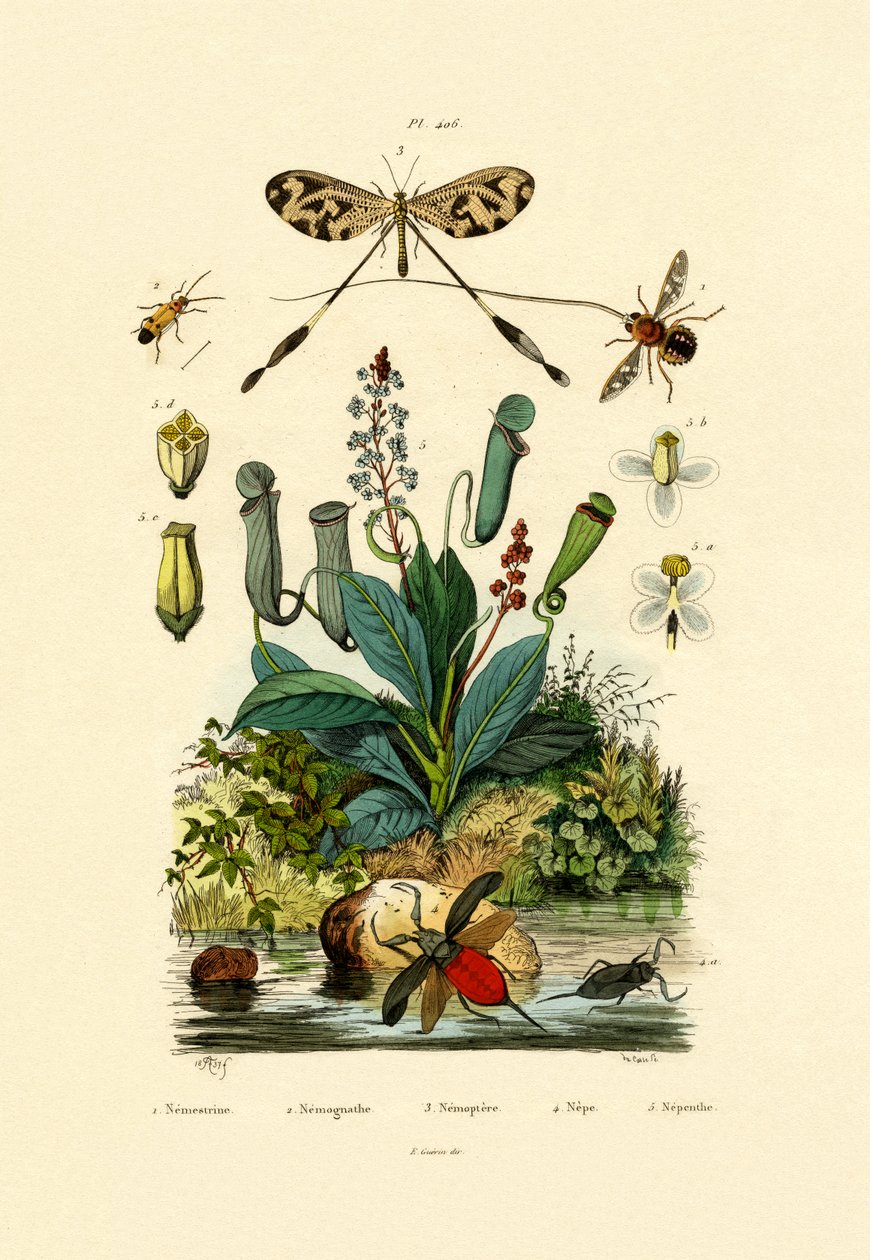 Antlion ذات الأجنحة الخيطية ، 1833-1839 بواسطة المدرسة الفرنسية