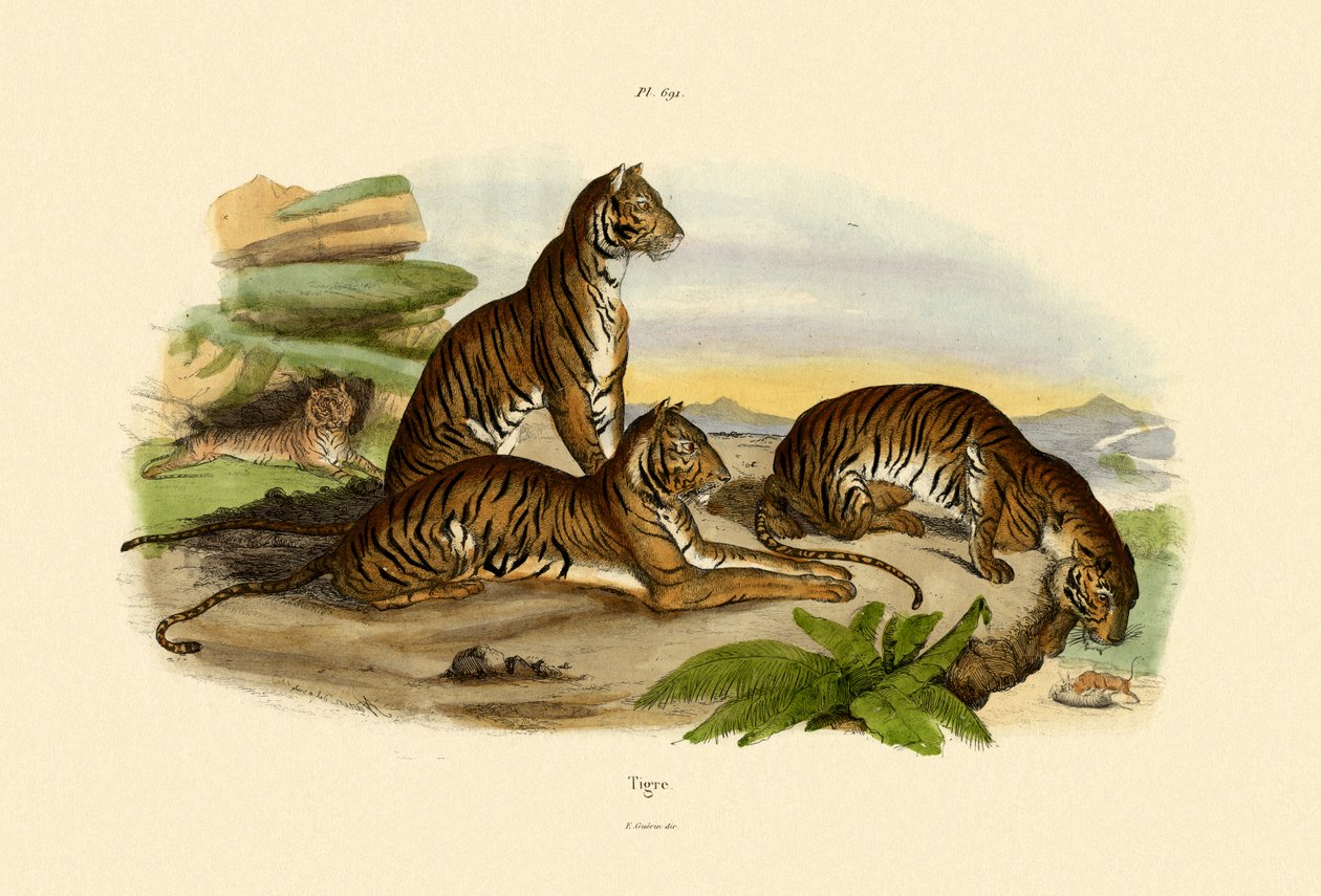 النمور ، 1833-1839 بواسطة المدرسة الفرنسية