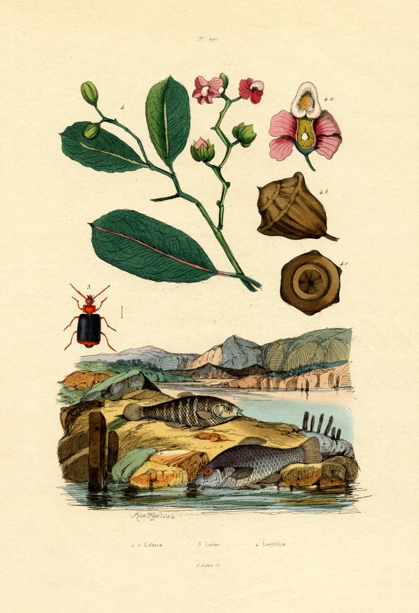 الأسنان ، 1833-1839 بواسطة المدرسة الفرنسية