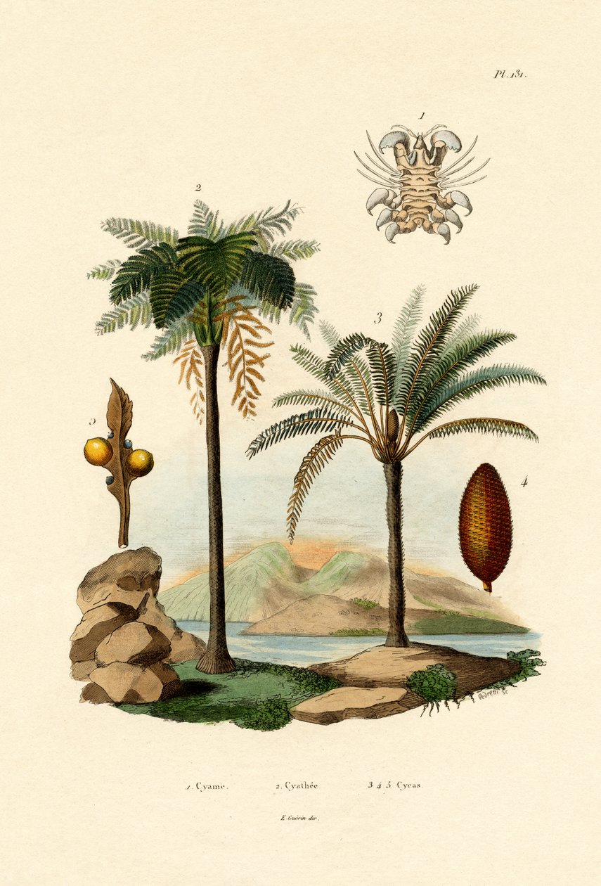 شجرة السرخس ، 1833-1839 بواسطة المدرسة الفرنسية