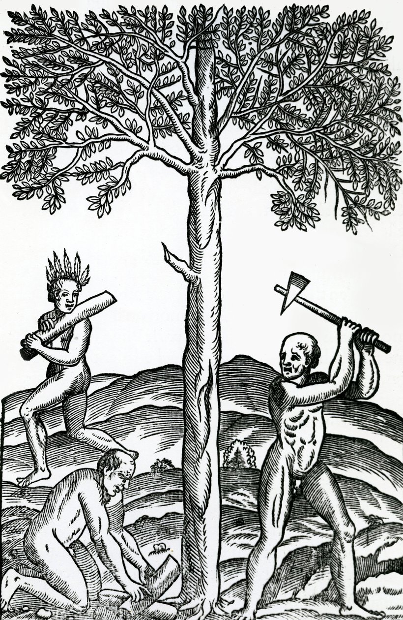 قطع الأشجار ، رسم توضيحي من خصوصيات فرنسا في القطب الجنوبي ، بقلم أندريه دي ثيفت ، 1558 بواسطة المدرسة الفرنسية