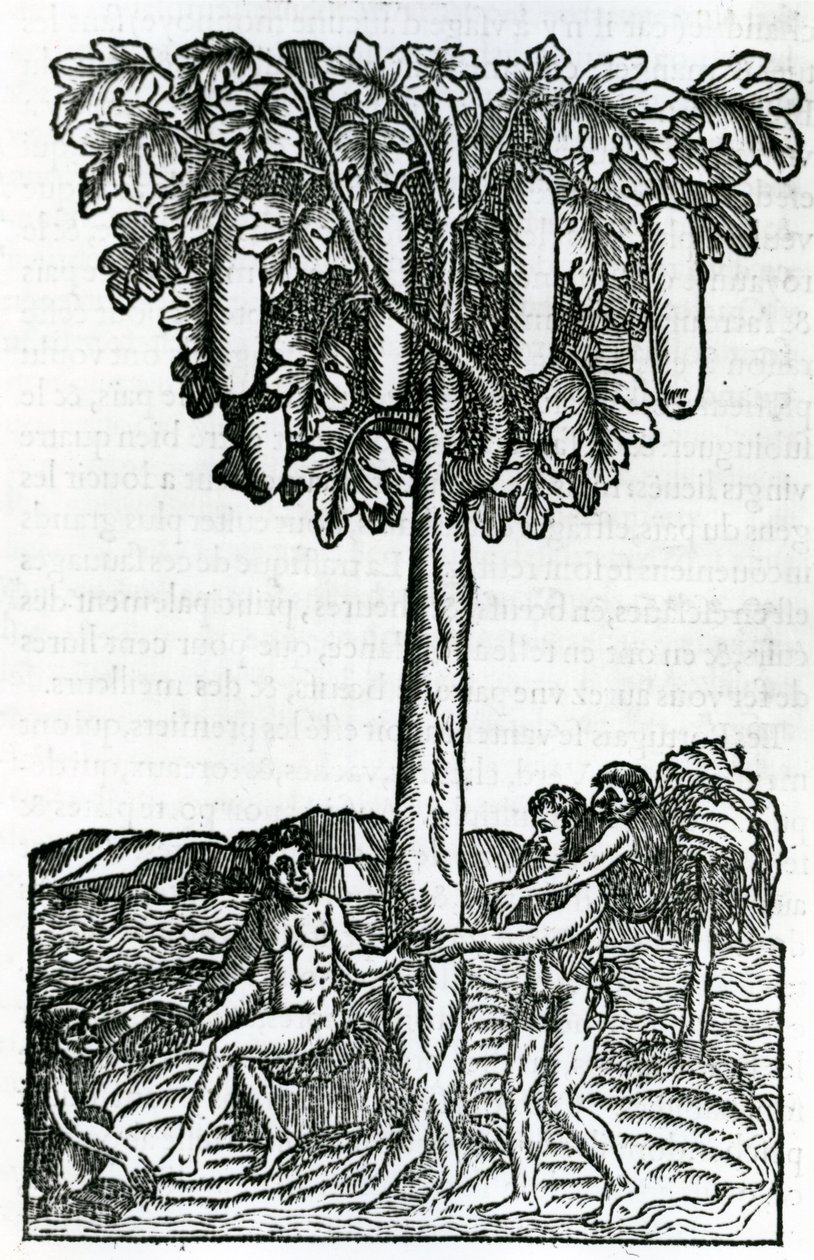 حصاد الأشجار ، رسم توضيحي من خصوصيات فرنسا في القطب الجنوبي ، بقلم أندريه دي ثيفت ، 1558 بواسطة المدرسة الفرنسية