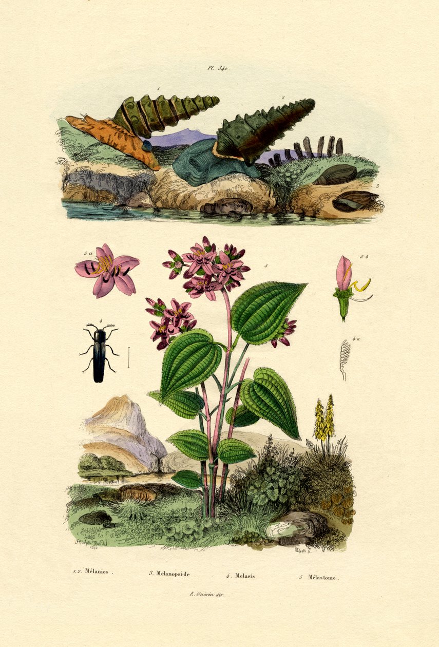 البوق الحلزون ، 1833-1839 بواسطة المدرسة الفرنسية