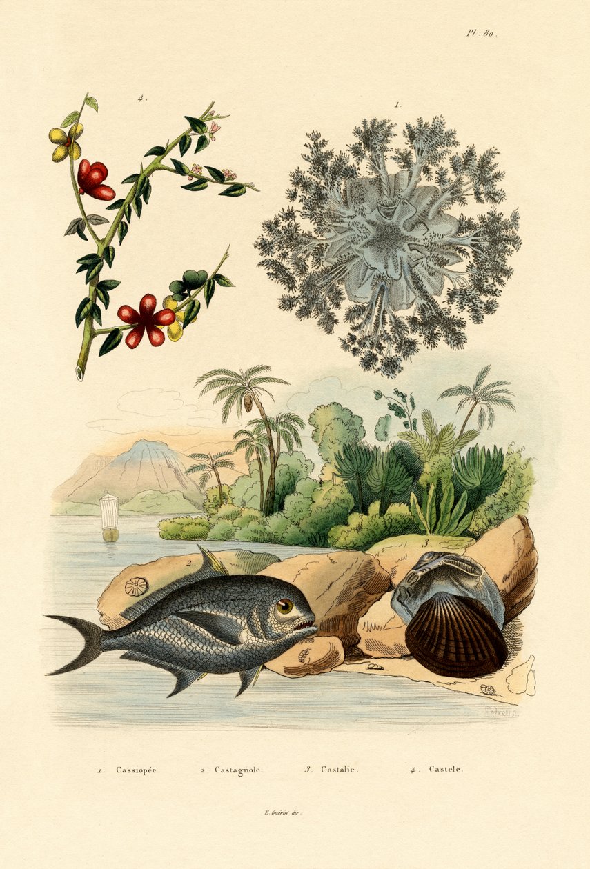 قنديل البحر رأسا على عقب ، 1833-1839 بواسطة المدرسة الفرنسية