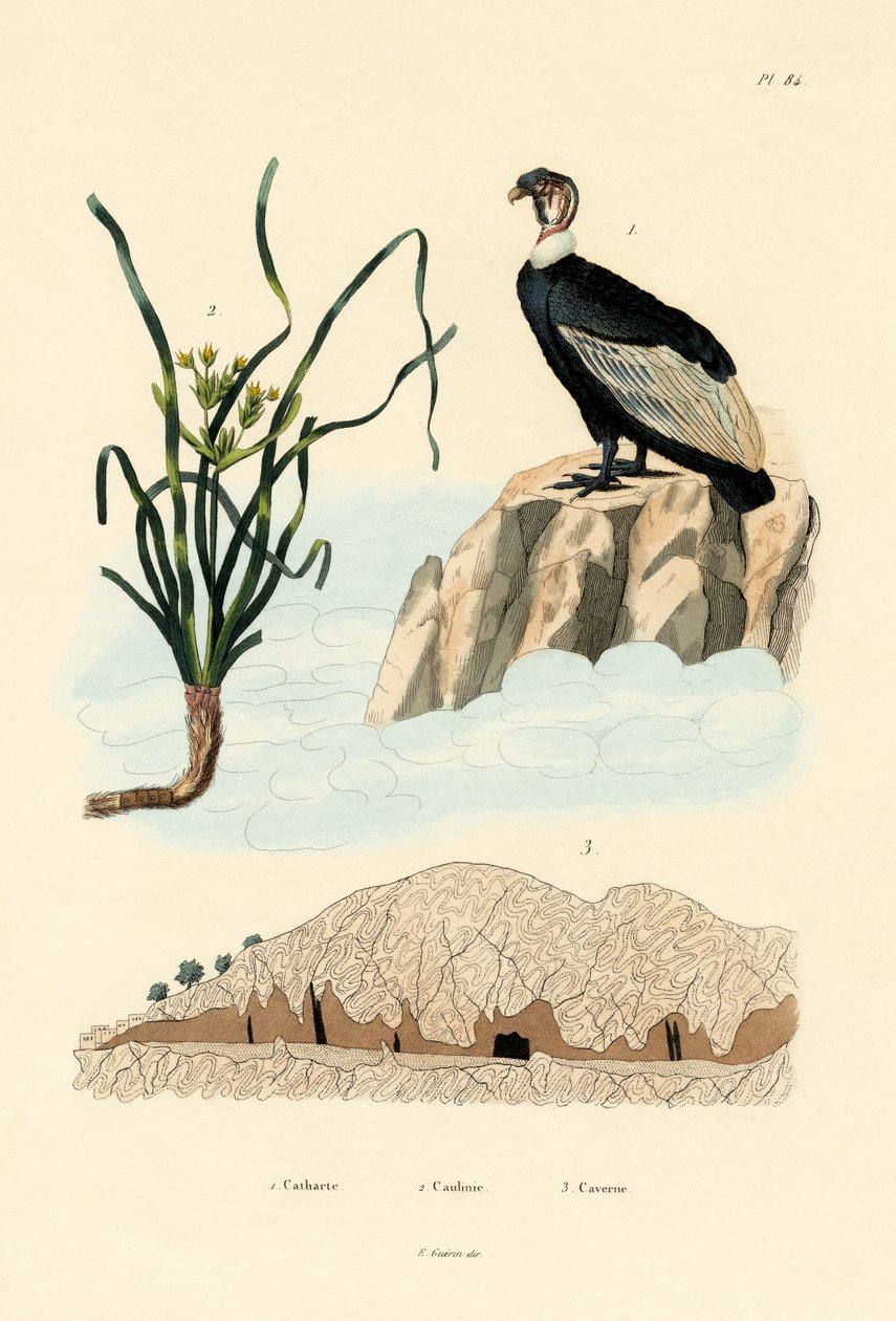 نسر ، 1833-1839 بواسطة المدرسة الفرنسية