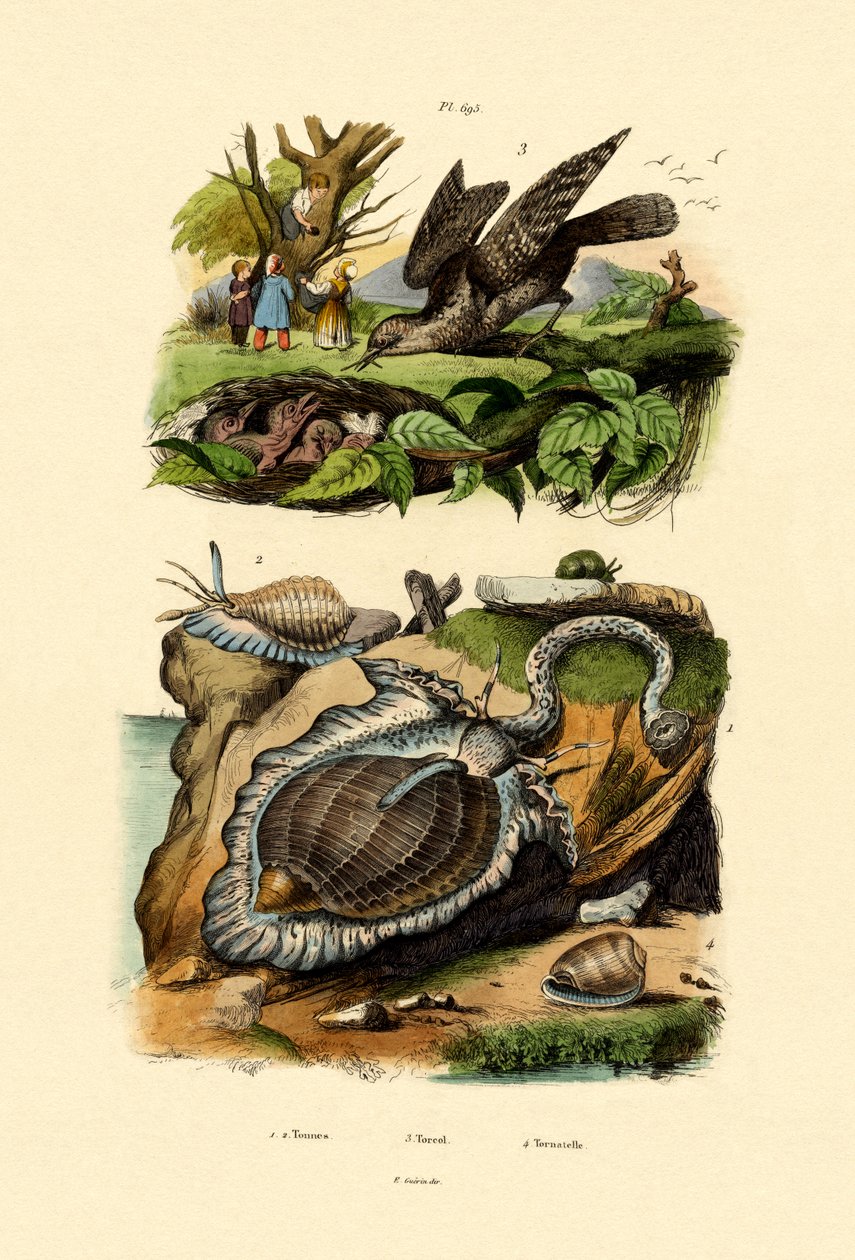 Wryneck ، 1833-39 بواسطة المدرسة الفرنسية