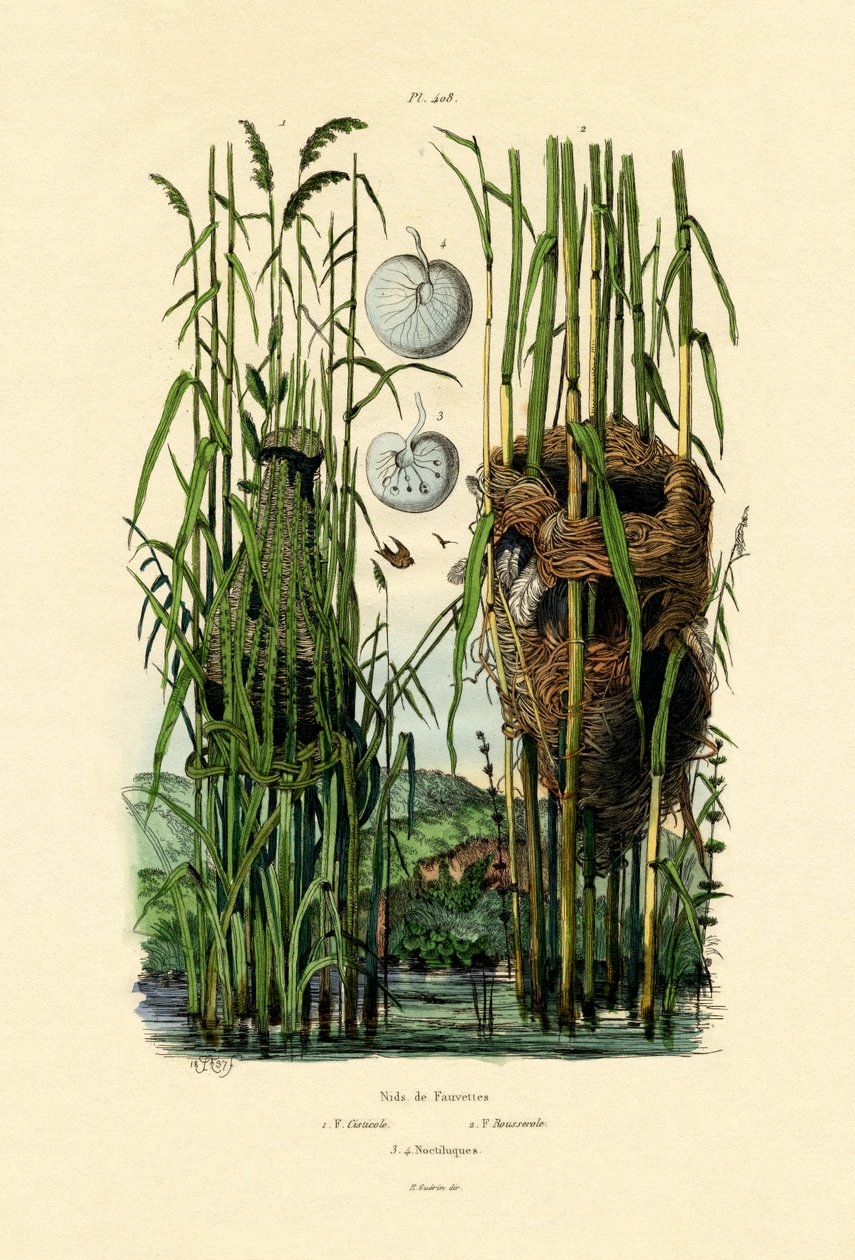 جلسة Cisticola ، 1833-1839 بواسطة المدرسة الفرنسية