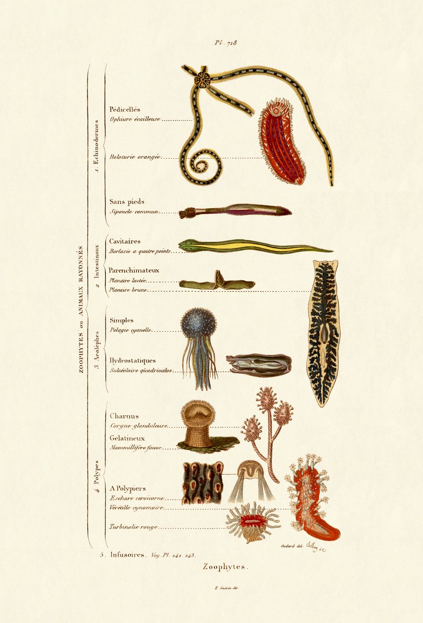 Zoophytes ، 1833-1839 بواسطة المدرسة الفرنسية