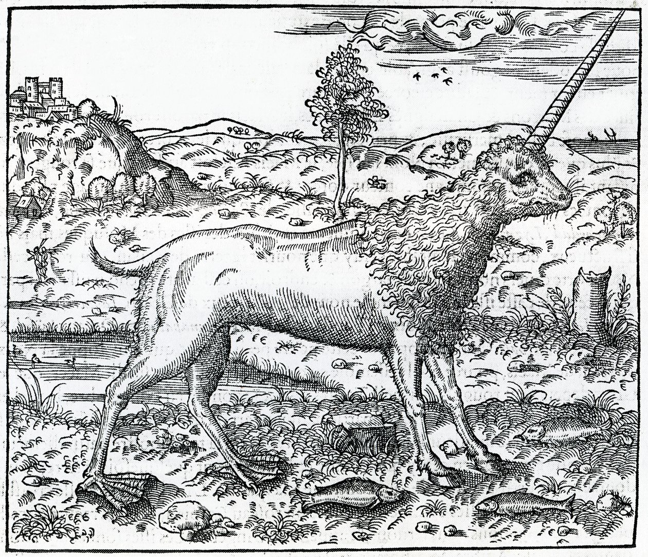 a Campchurch Unicorn ، توضيح من "The Universal Cosmography" بواسطة أندريه ثيفت ، 1575 بواسطة المدرسة الفرنسية