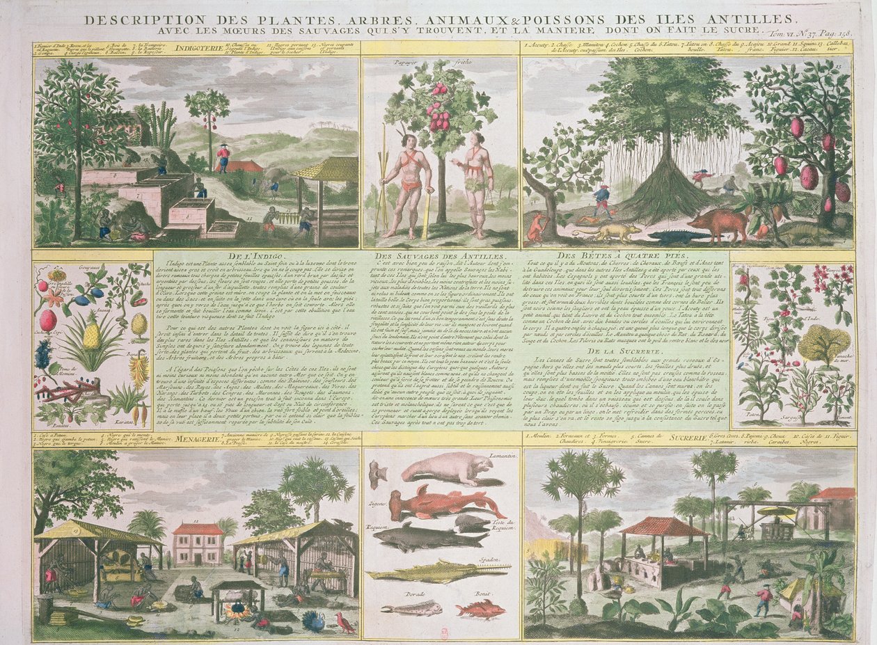 وصف للنباتات والأشجار والحيوانات والأسماك الموجودة في جزر الأنتيل ، توضيح من Histoire Generale des Antilles Habitees par les Francois Vol. 2 بقلم جان بابتيست دو تيرتري (1610-1687) بواسطة المدرسة الفرنسية