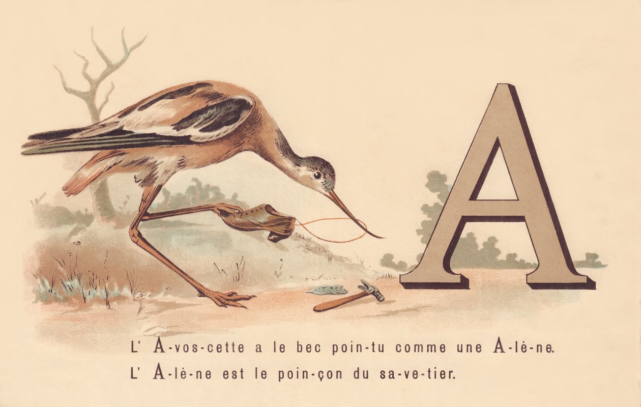 ج: لافوسيت لديها منقار مدبب مثل Alene. Alene هي السمة المميزة للمخلص بواسطة المدرسة الفرنسية