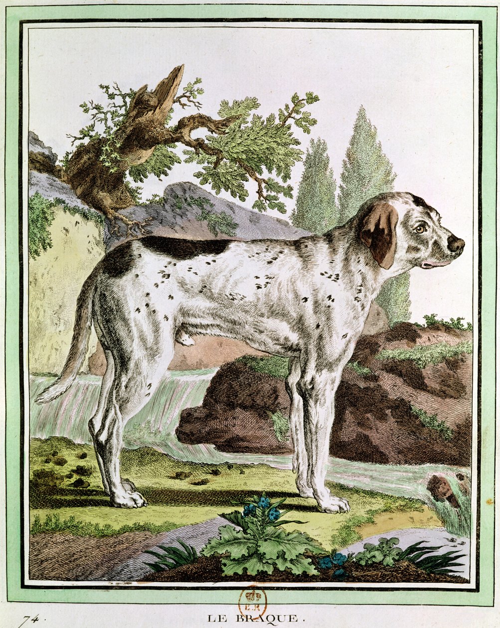 مؤشر ، رسم توضيحي من هيستوار ناتوريل بقلم جورج لويس لوكلير (1707-88) عدد بوفون ، 1749-1804 بواسطة المدرسة الفرنسية