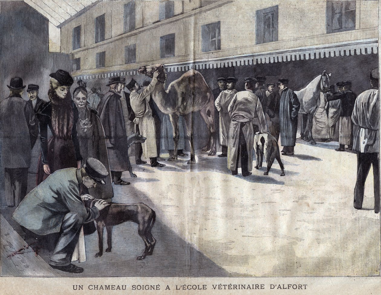 جمل يتعافى في المدرسة البيطرية في Maison Alfort (Maison-Alfort). رسم توضيحي لعام 1899 في "" لا صغيرتي جيروند "". بواسطة المدرسة الفرنسية