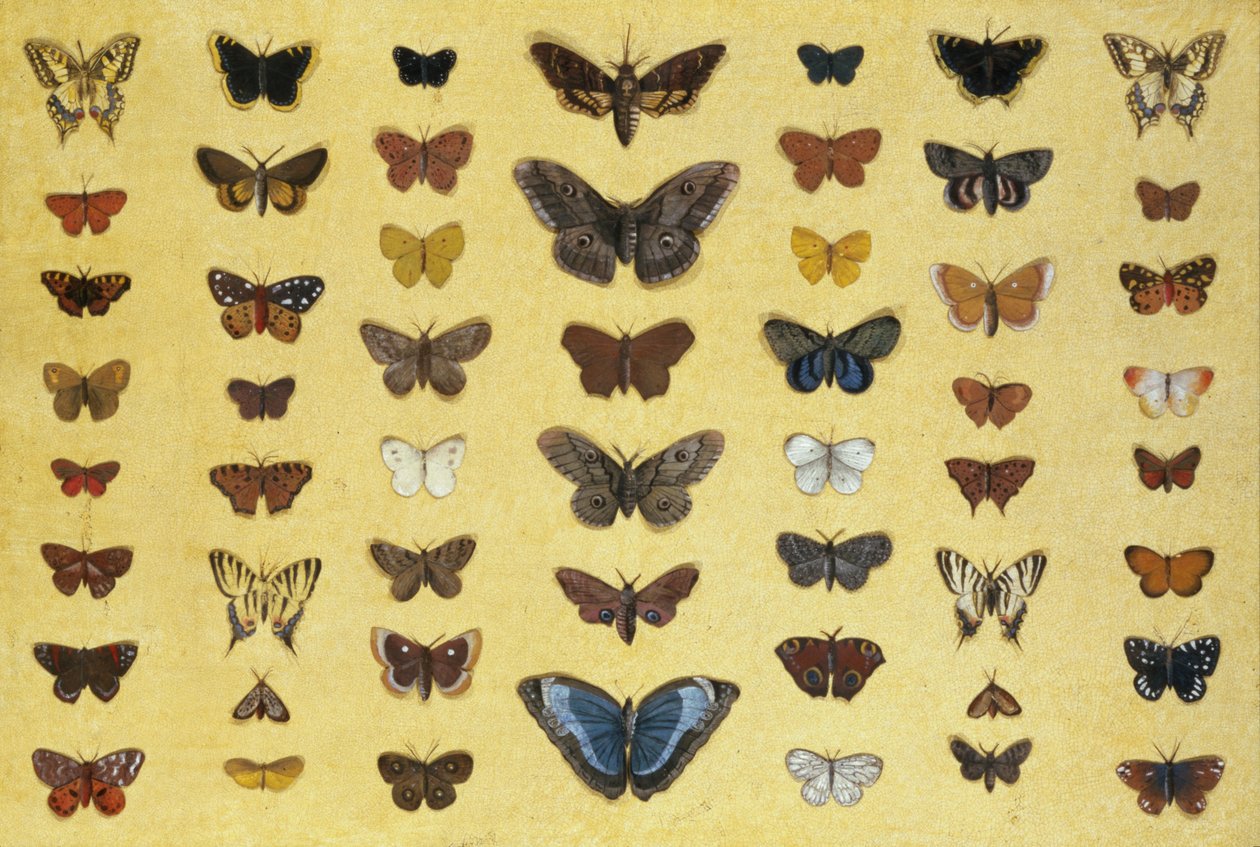 مجموعة من الفراشات والعث بما في ذلك Camberwell Beauty ، و Swallowtail البريطانية ، و Scarce Swallowtail ، و Peacock and the Tortoiseshell ، c.1830 (مرحاض على ورق) بواسطة المدرسة الفرنسية
