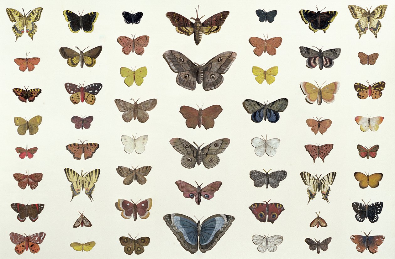 مجموعة من الفراشات والعث بما في ذلك Camberwell Beauty ، و Swallowtail البريطانية ، و Scarce Swallowtail ، و Peacock and the Small Tortoiseshell ، c.1830 (طباعة 104967) بواسطة المدرسة الفرنسية