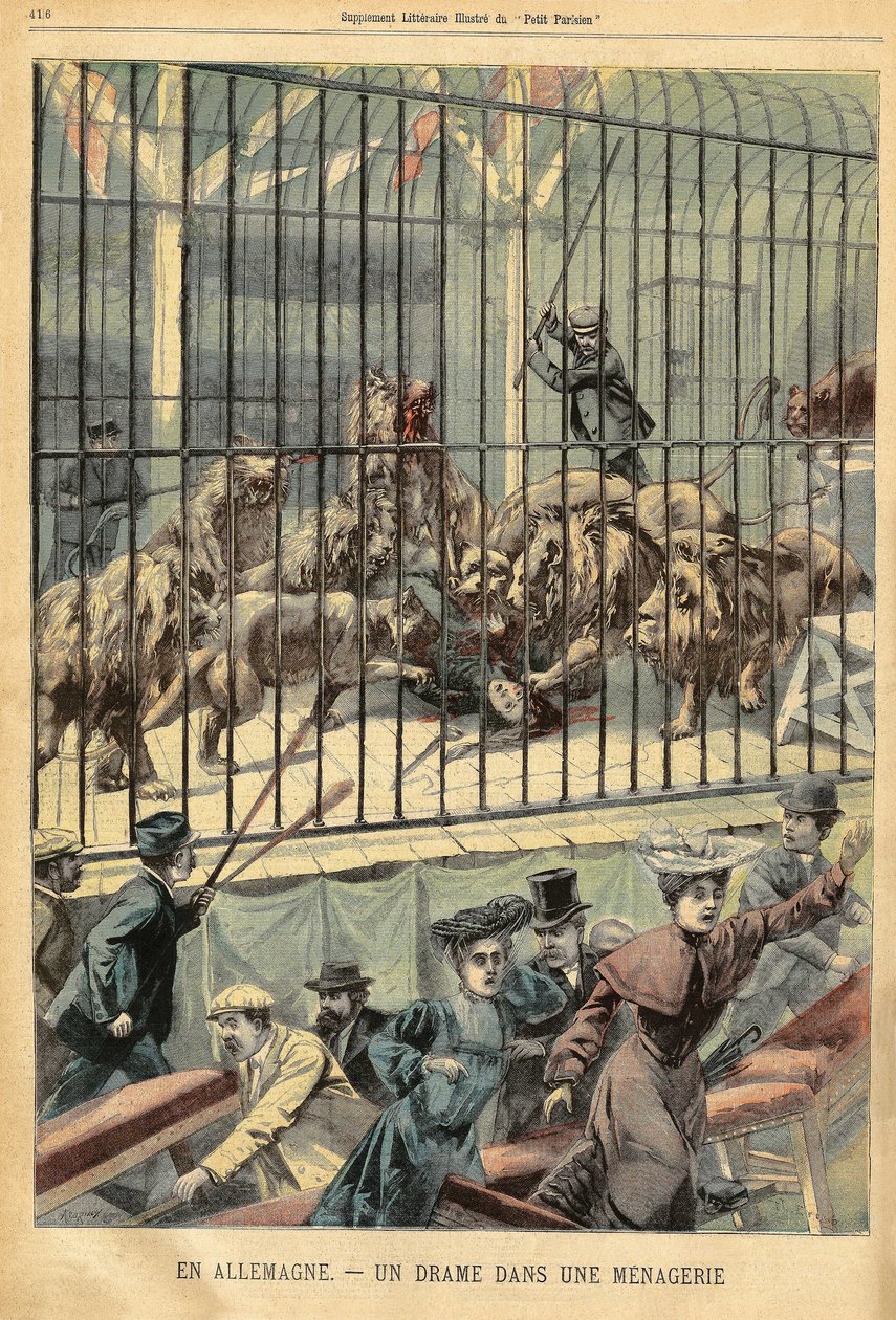 تامر تلتهم أسودها في حديقة حيوان في ديساو ، ألمانيا. نقش في "" لو بيتيت باريزيان "في 27/12/1903. بواسطة المدرسة الفرنسية