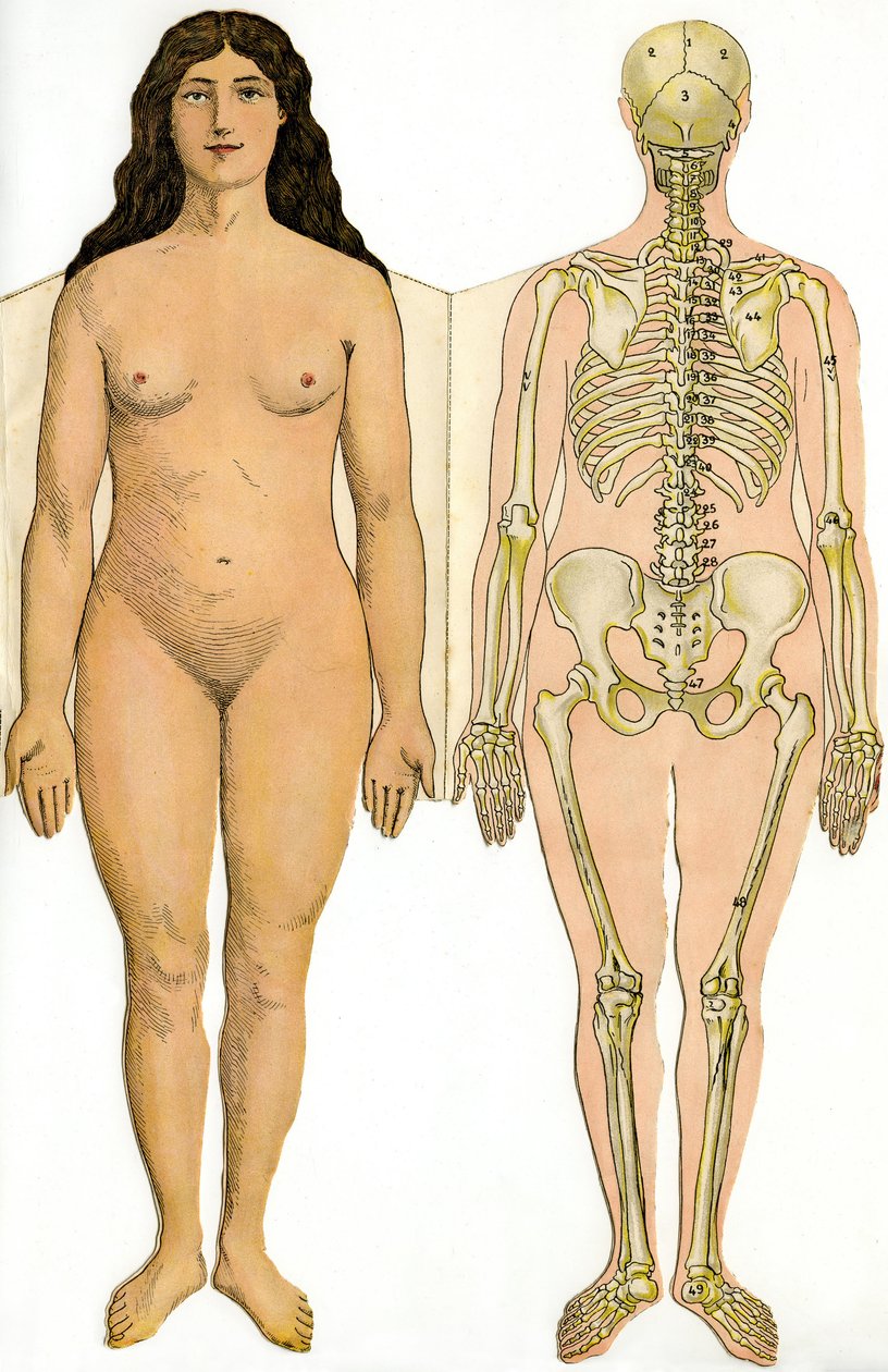 لوح تشريحي قابل للطي من الموسوعة العملية الجديدة للطب والنظافة ، للدكتور ريهم ، مكتبة أريستيد كيليت 1922 - جسم الإنسان - امرأة عارية وهياكل عظمية أنثوية بواسطة المدرسة الفرنسية