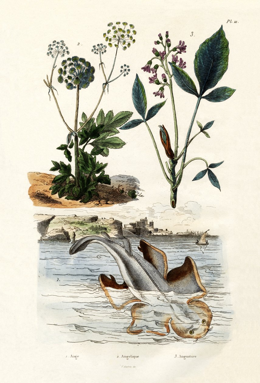 Angelshark ، 1833-1839 بواسطة المدرسة الفرنسية
