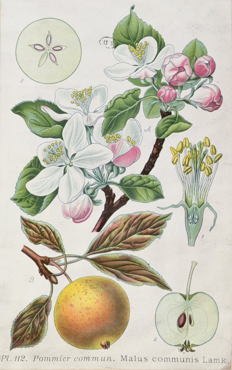 شجرة التفاح (Malus Communis) (نقش ملون) بواسطة المدرسة الفرنسية