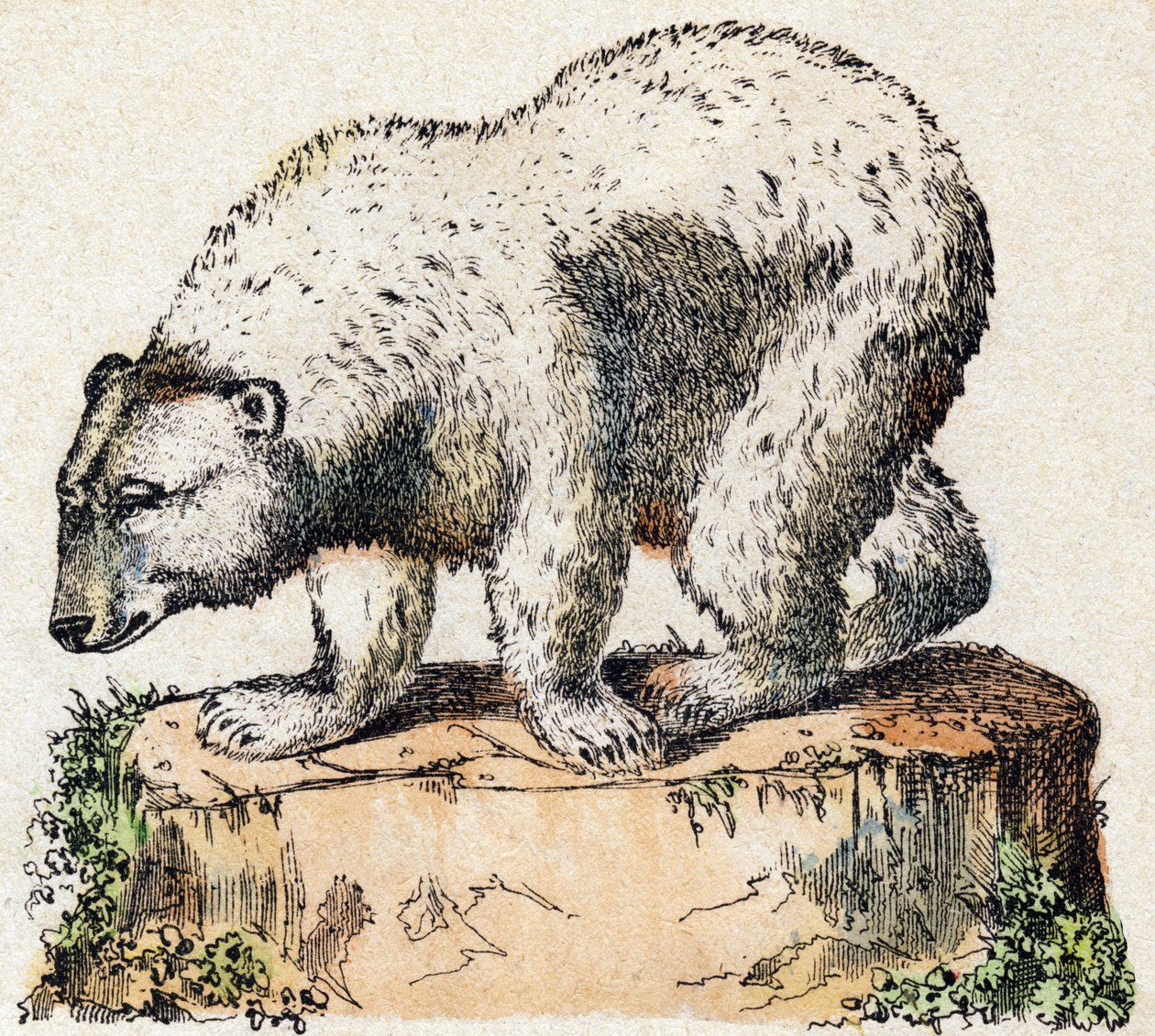 دب. نقش في "" Alphabet des animaux sauvages "". 9th الدوري. صور إبينال ، بيليرين ، ناشر طابعة ، حوالي عام 1870. نقوش على الخشب ، مطبوعة. 16 صفحة. الأبعاد: 20 × 15 سم. مجموعة خاصة بواسطة المدرسة الفرنسية