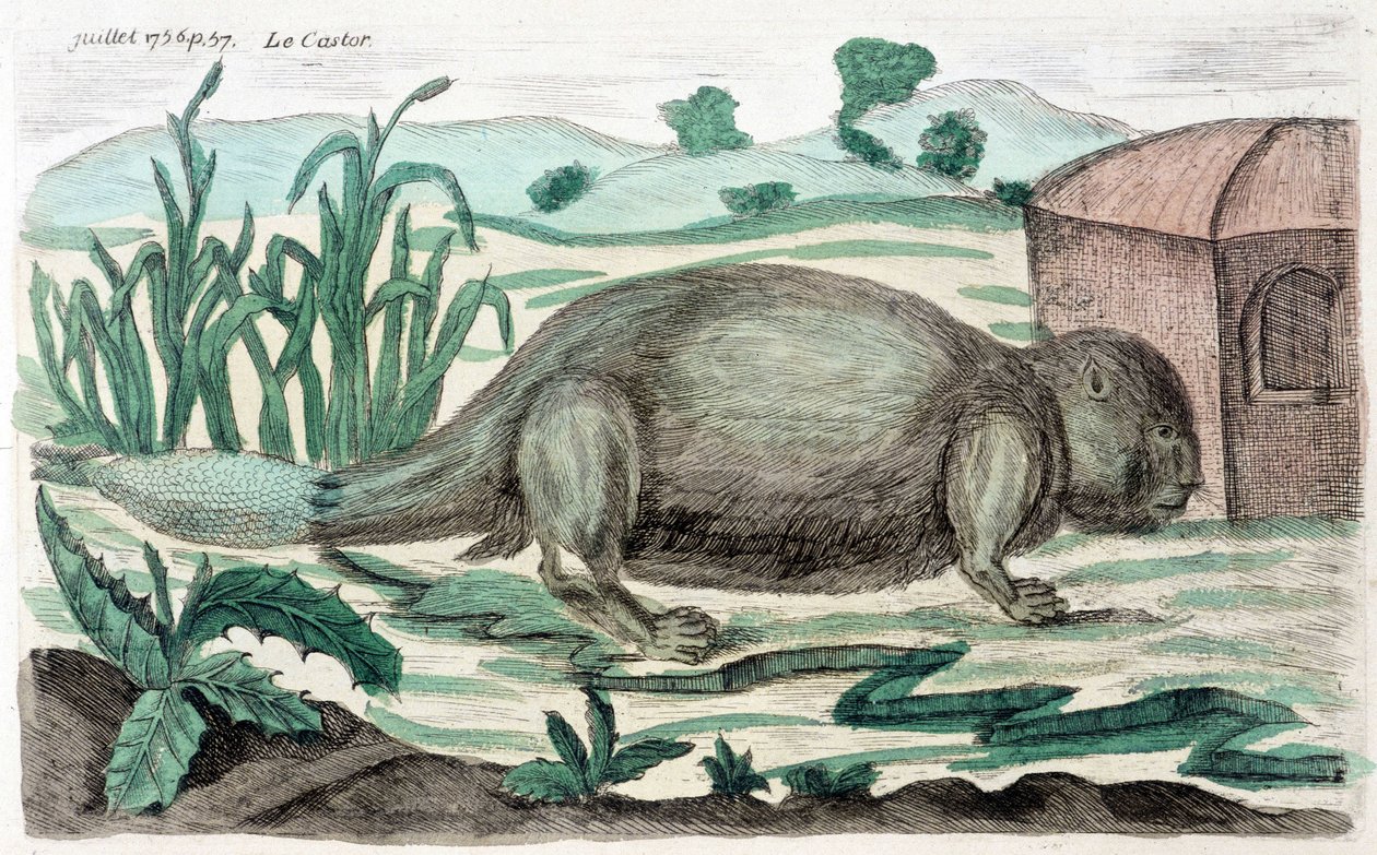 Beaver. Illustration by M. Toussaint (1756) in “” Periodic Observations sur la physique, l