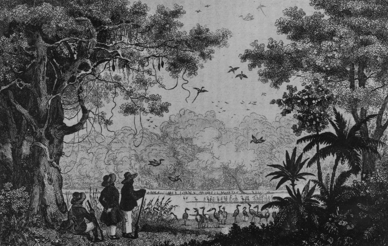 صيد الطيور ، من "Bresil ، Columbie et Guyanes" بقلم فرديناند دينيس وسيزار فامين بواسطة المدرسة الفرنسية