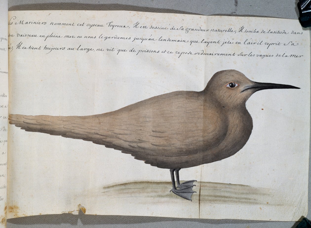 Bird called Foyroux (Tern), Cape Frio, Brazil, watercolour from log book by Jacques Gouin de Beauchesne (1652-1730), captain of Compagnie royale de la Mer du Sud, from 1698 to 1701, France بواسطة المدرسة الفرنسية