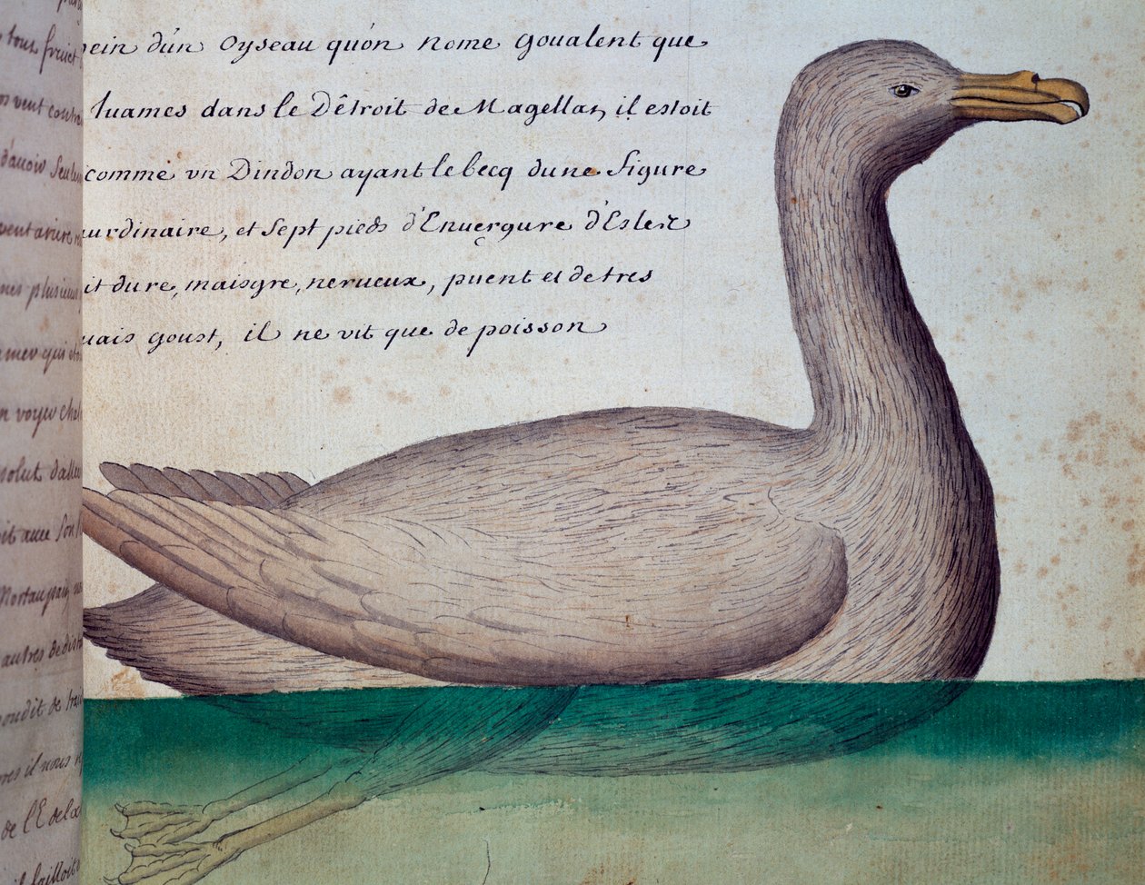 Bird called Goualent, Strait of Magellan, watercolour from log book by Jacques Gouin de Beauchesne (1652-1730), captain of Compagnie royale de la Mer du Sud, from 1698 to 1701, France بواسطة المدرسة الفرنسية
