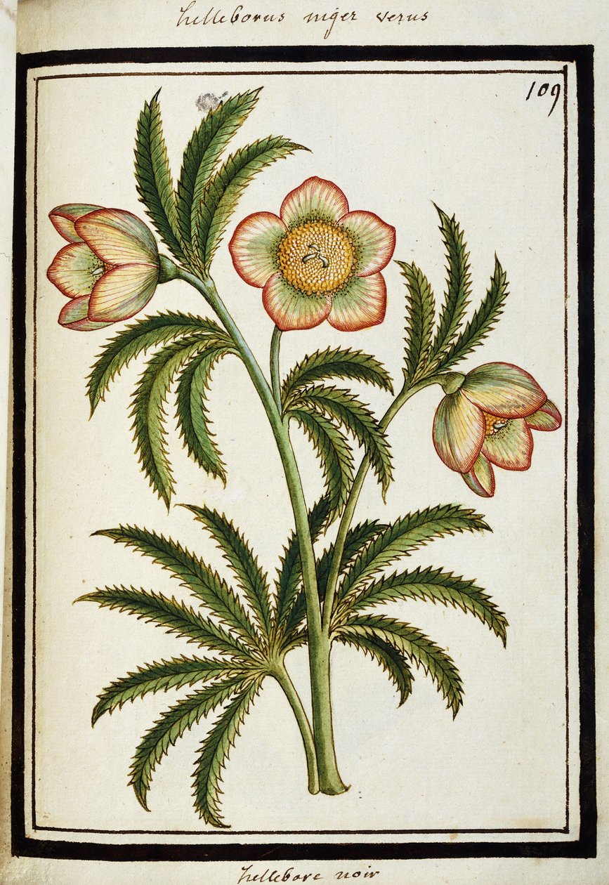 Black Hellebore ، c.1700 بواسطة المدرسة الفرنسية