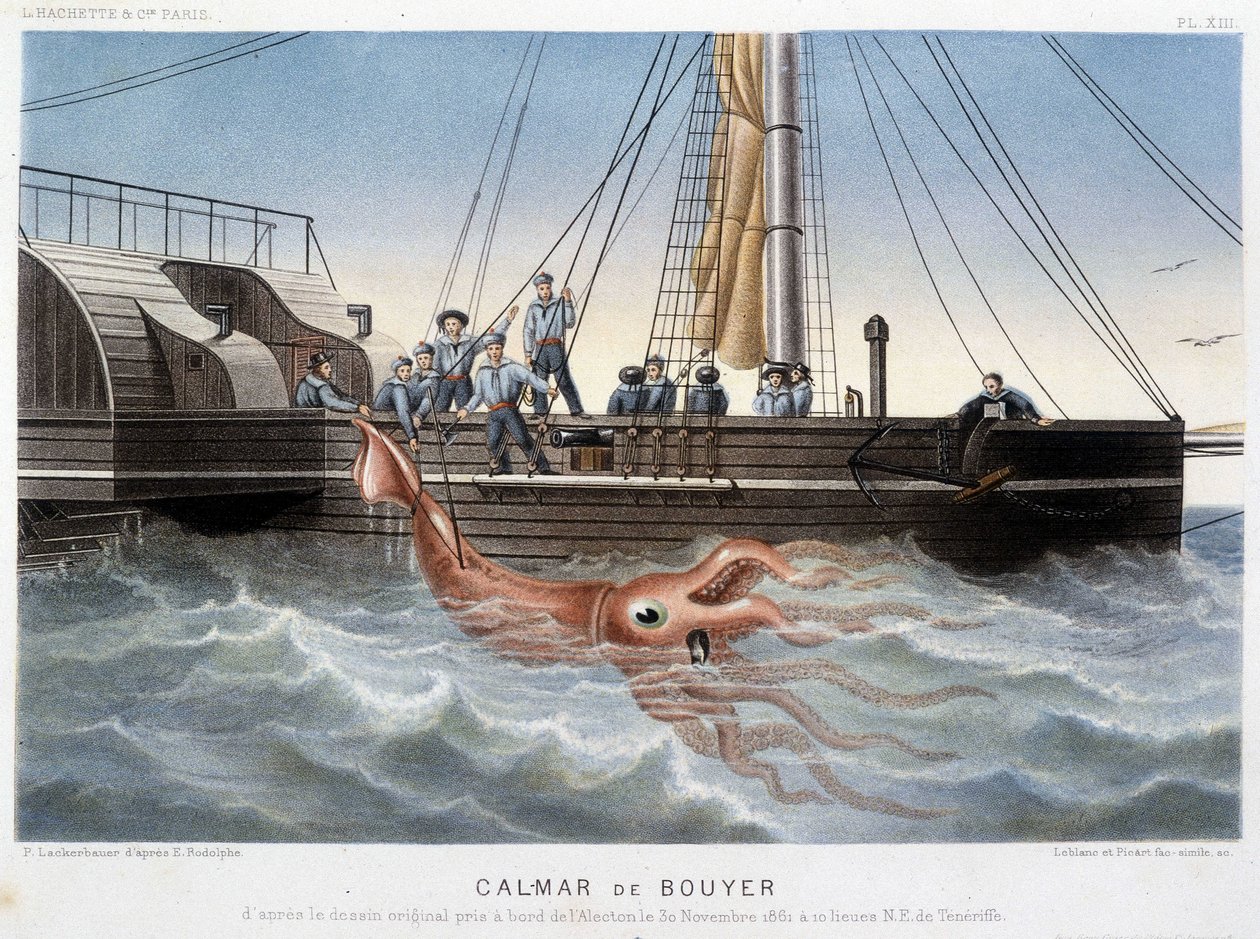 Bouyer squid - in “” Le monde de la mer”” by Alfred Fredol, Hachette, Paris بواسطة المدرسة الفرنسية