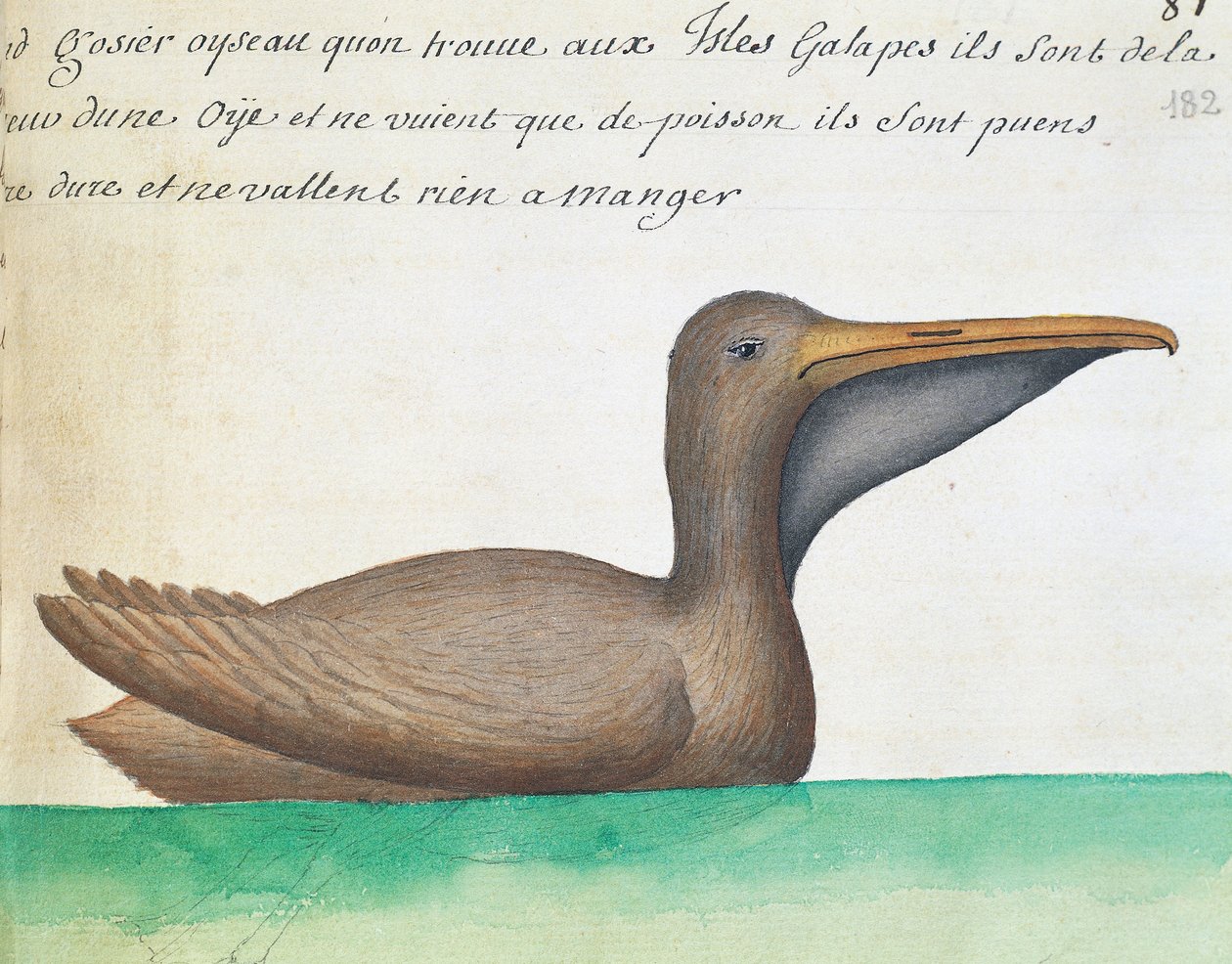 Brown Pelican (Pelecanus occidentalis), Galapagos Islands, watercolour from log book by Jacques Gouin de Beauchesne (1652-1730), captain of Compagnie royale de la Mer du Sud, from 1698 to 1701, France بواسطة المدرسة الفرنسية