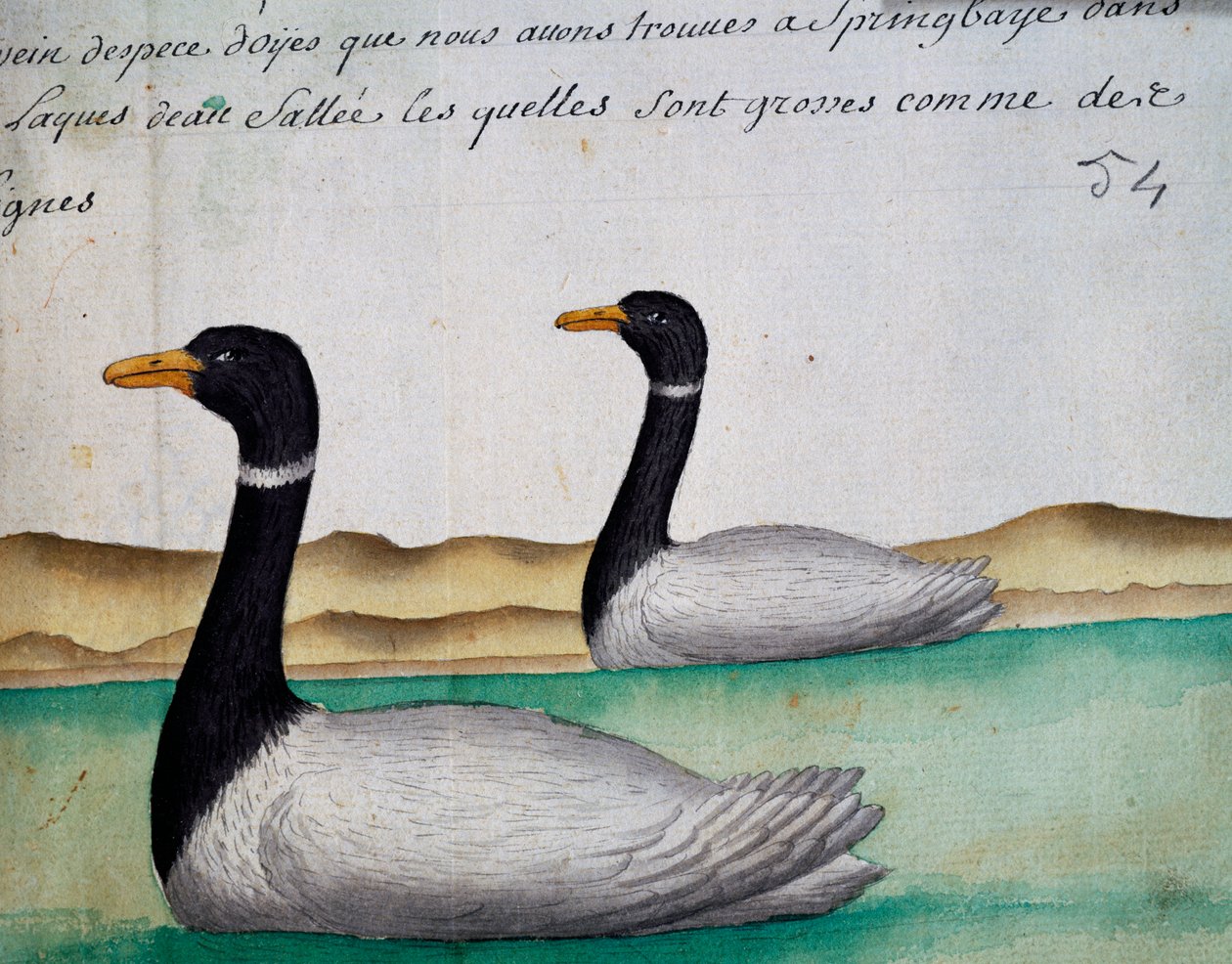 Canada Geese, Springbaye, Salt Lakes Region, watercolour from log book by Jacques Gouin de Beauchesne (1652-1730), captain of Compagnie royale de la Mer du Sud, from 1698 to 1701, France بواسطة المدرسة الفرنسية