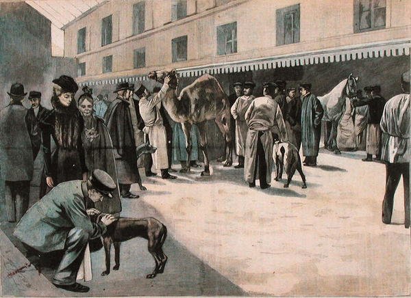 رعاية جمل في المدرسة الوطنية البيطرية في ألفورت ، حوالي 1898-99 (نقش ملون) بواسطة المدرسة الفرنسية
