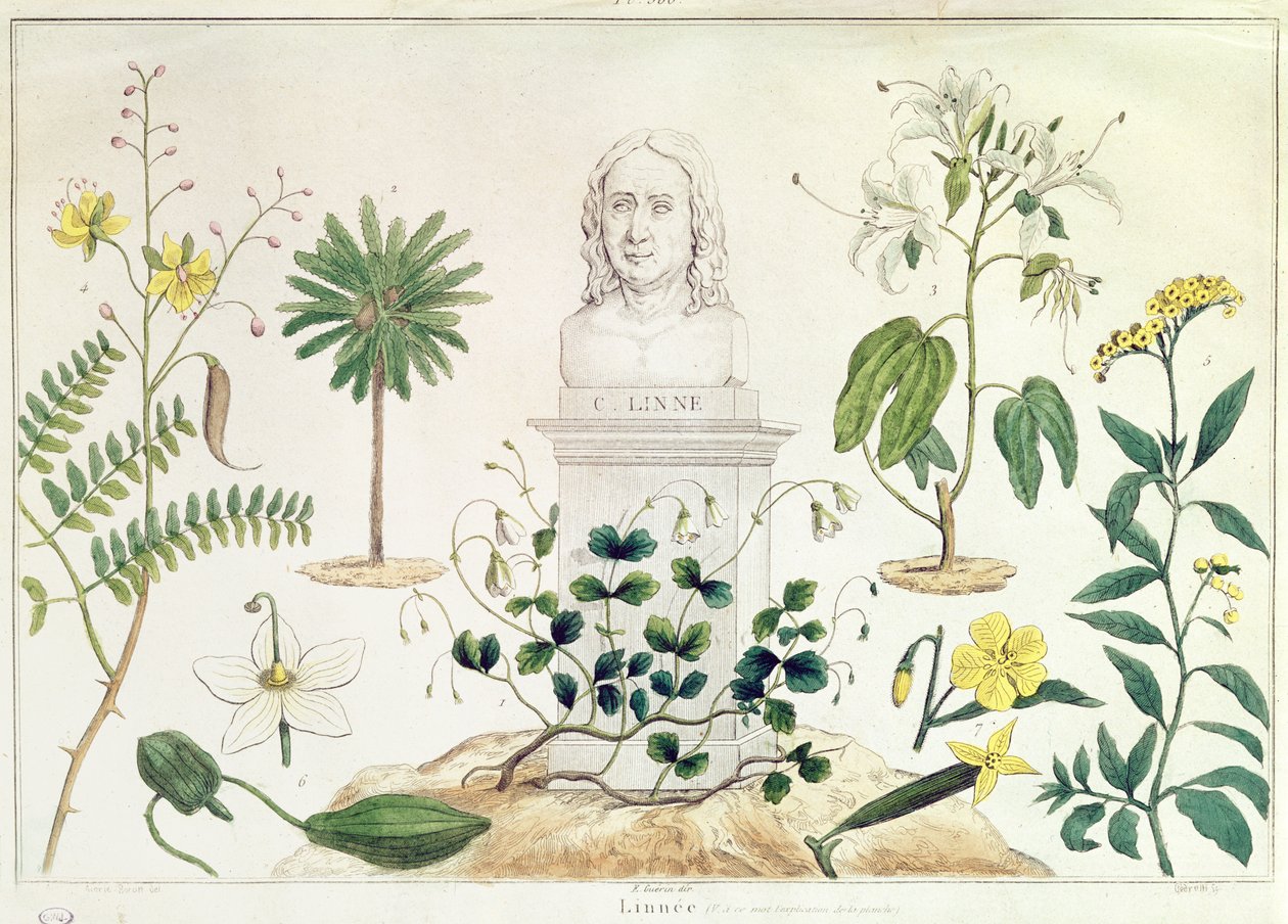 كارولوس لينيوس (1707-78) محاطة ببعض النباتات التي صنفها (نقش الألوان) بواسطة المدرسة الفرنسية