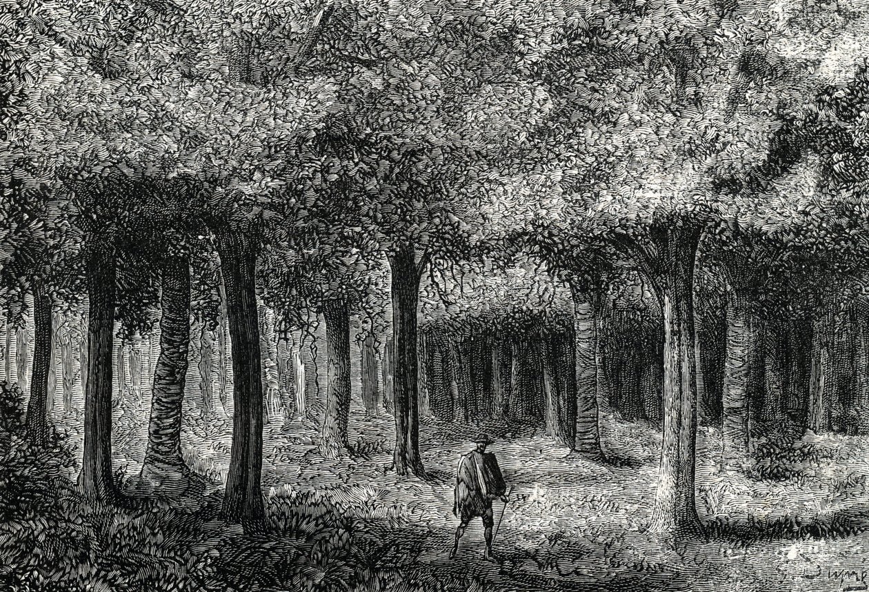 غابة شجر الكينا تنتج لحاء الكينا لعلاج الملاريا ، بيرو (نقش) 1888 بواسطة المدرسة الفرنسية