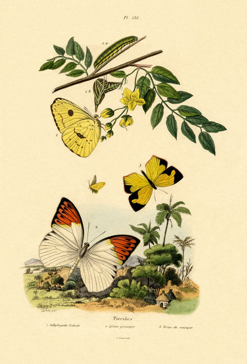 الكبريت الصافي ، 1833-1839 بواسطة المدرسة الفرنسية
