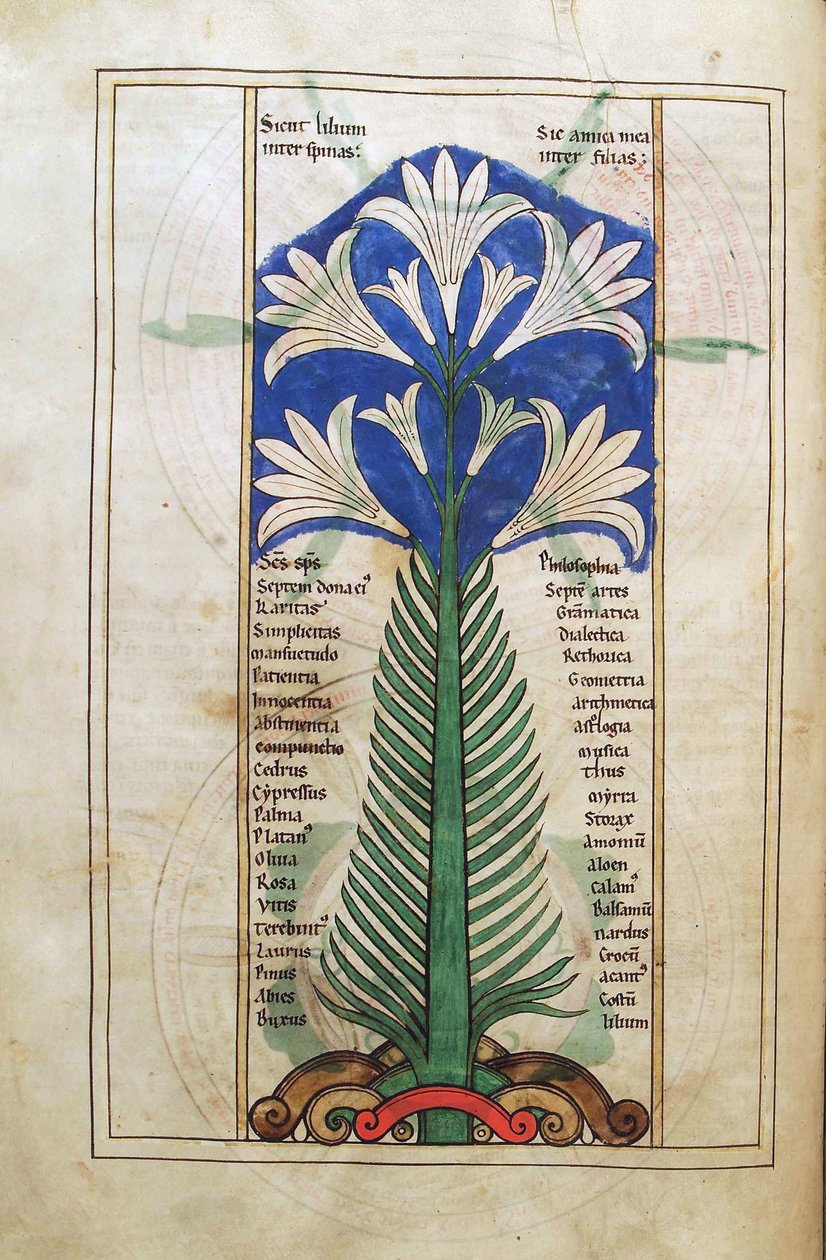 سمك القد. الجرف. 1 فالداخل. خط العرض. (31v) ، زنبق (زنبق طويل) ، من Liber Floridus بقلم Lambert de Saint-Omer c.1120 بواسطة المدرسة الفرنسية