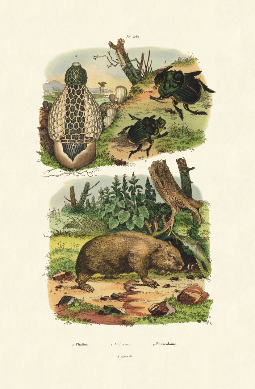 المشتركة Stinkhorn ، 1833-1839 بواسطة المدرسة الفرنسية