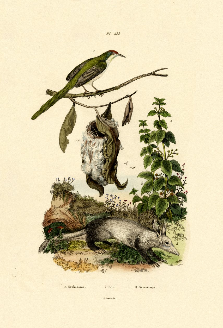 المشتركة Tailorbird ، 1833-1839 بواسطة المدرسة الفرنسية