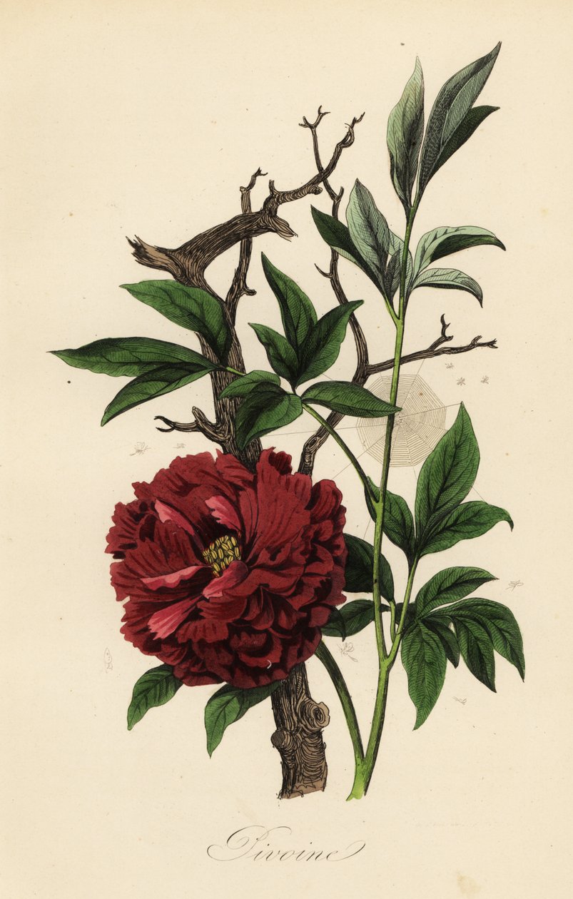 الفاوانيا المشتركة ، Paeonia officinalis ، مع نسيج العنكبوت بواسطة المدرسة الفرنسية