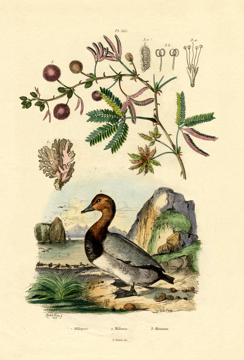 المرجان ، 1833-1839 بواسطة المدرسة الفرنسية
