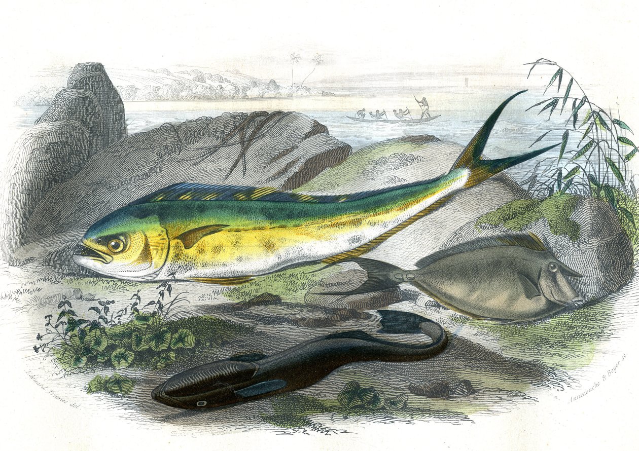 Coryphene Hippurus (سمك الدنيس البحري، سمك الكاميليون) - En bas: echeneis remora et le nason licornet - لوحة مستخرجة من التاريخ الطبيعي بقلم برنارد جيرمان دي لاسيبيدي (1856-1925)، طبعة P.Furme، باريس بواسطة المدرسة الفرنسية