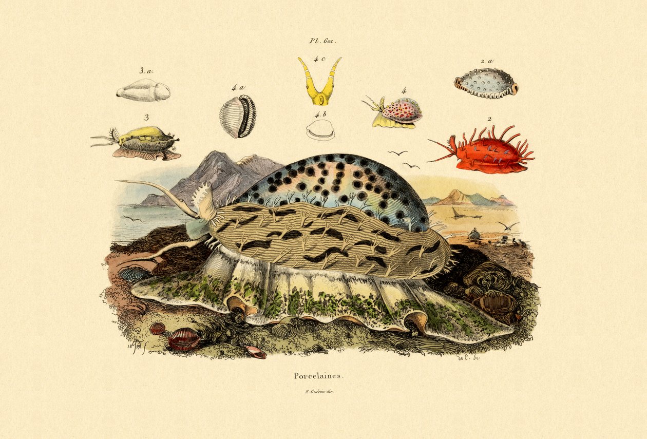 قذائف Cowrie ، 1833-1839 بواسطة المدرسة الفرنسية