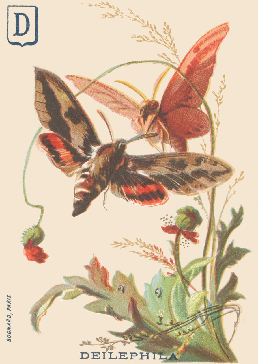 D: Deilephila (Deilephila elpenor أو أبو الهول العظيم من الكرمة) بواسطة المدرسة الفرنسية