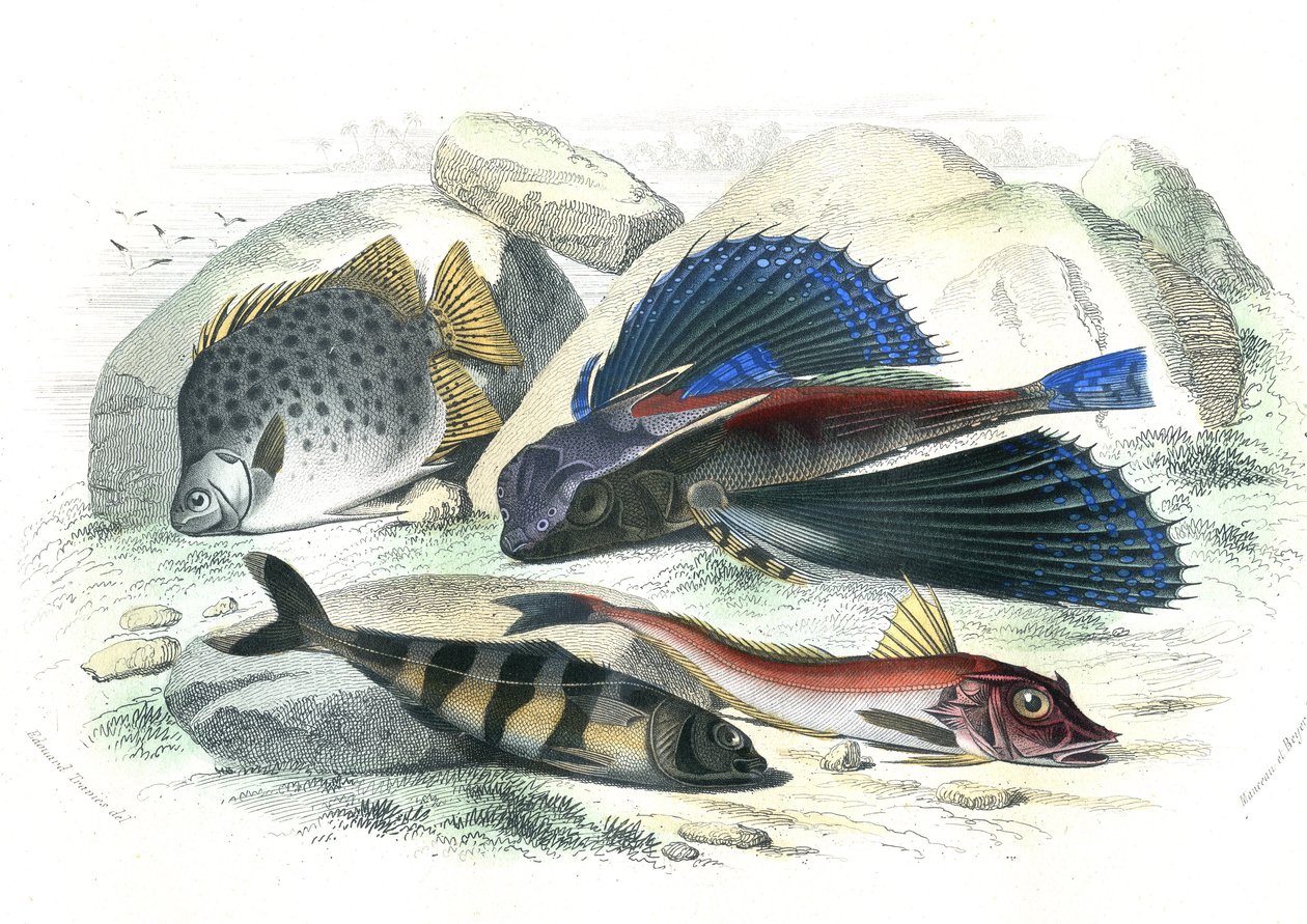 Dactyloptere pirapede (Dactylopterus pirapeda) السمك الطائر، Chetodon argus (scatophagus argus)، Centronote Pilote (echeneis naucrate)، Trigle Lyre (Genicanthus Melanospilos) - لوحة مستخرجة من Histoire Naturelle بواسطة برنارد جيرمان دي لاسيبيدي (1856-192) بواسطة المدرسة الفرنسية