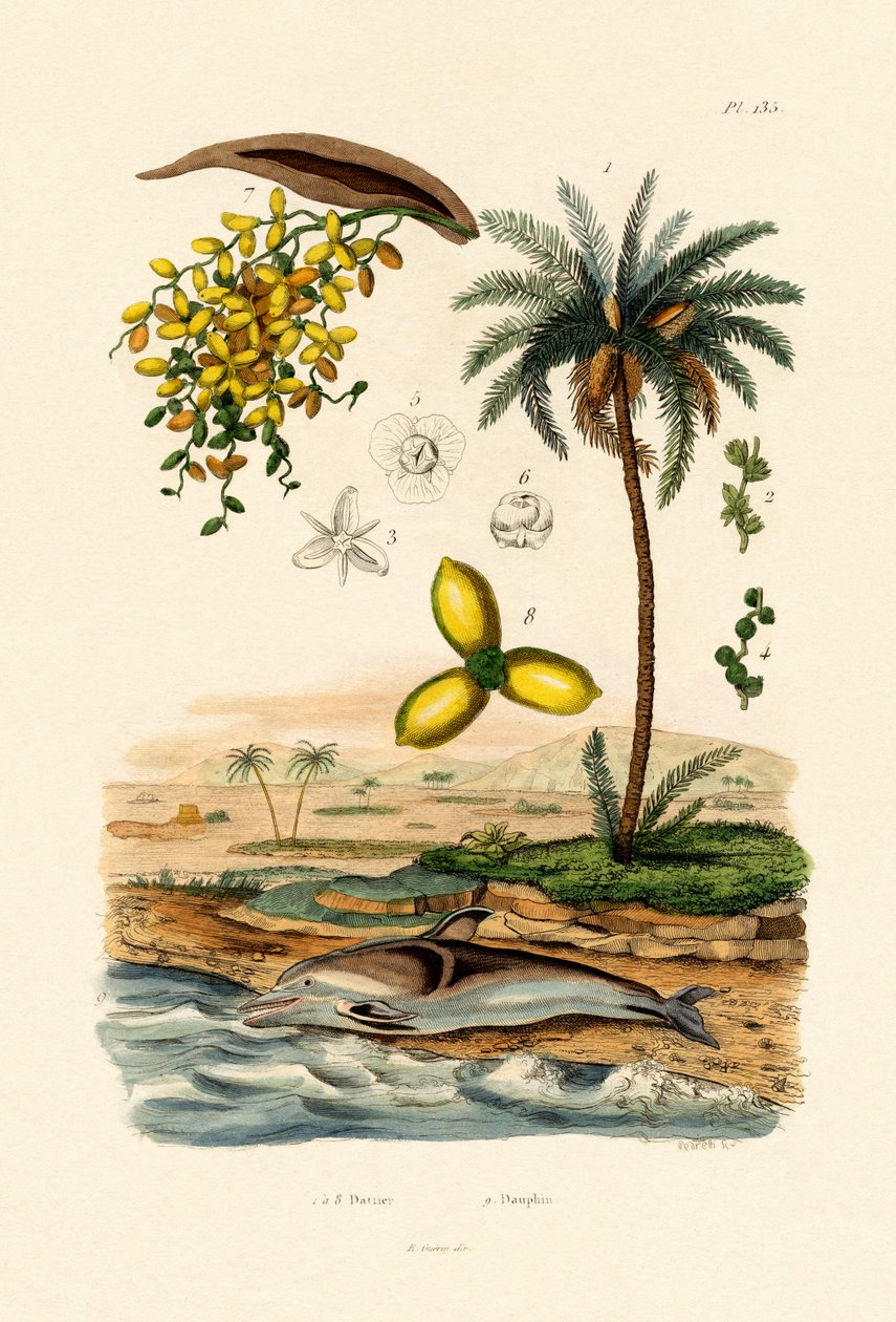 النخيل ، 1833-1839 بواسطة المدرسة الفرنسية